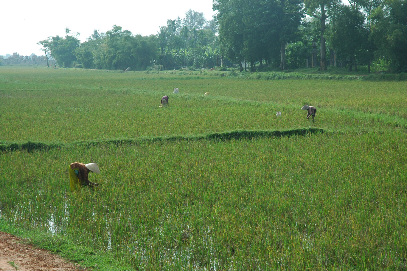 Sau vụ h&egrave;-thu, l&uacute;a ch&eacute;t trổ hạt đầy đồng - Ảnh: T.Đ